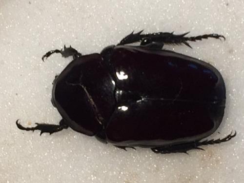 Réf. 199 002 : Diplognatha gagates silicea